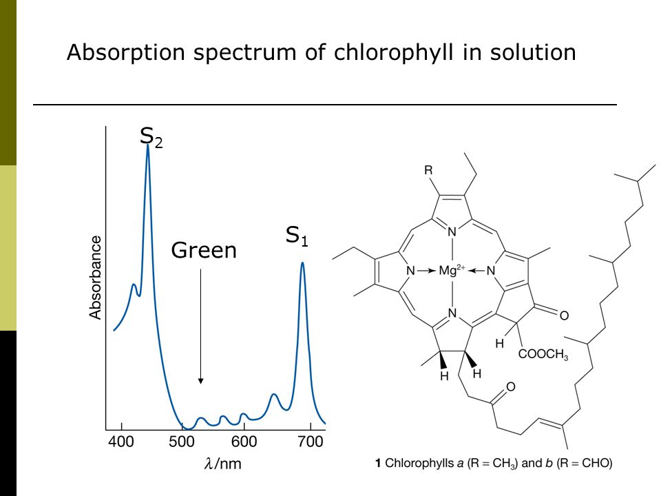 Absorption spectrum of chlorophyll in solution Green S1S1 S2S2