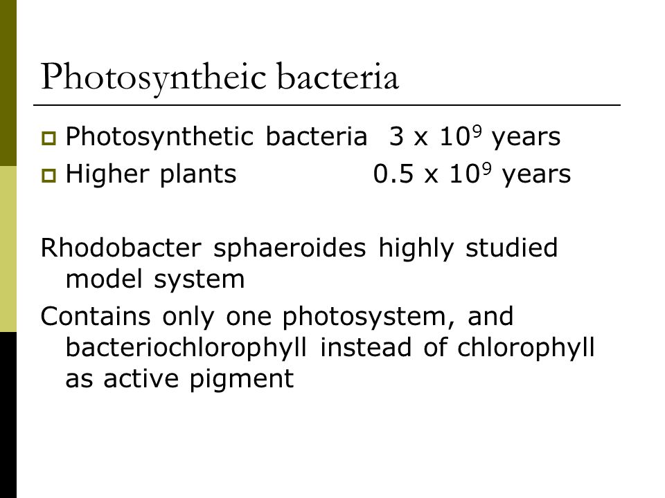 Photosyntheic bacteria  Photosynthetic bacteria 3 x 10 9 years  Higher plants0.5 x 10 9 years Rhodobacter sphaeroides highly studied model system Contains only one photosystem, and bacteriochlorophyll instead of chlorophyll as active pigment