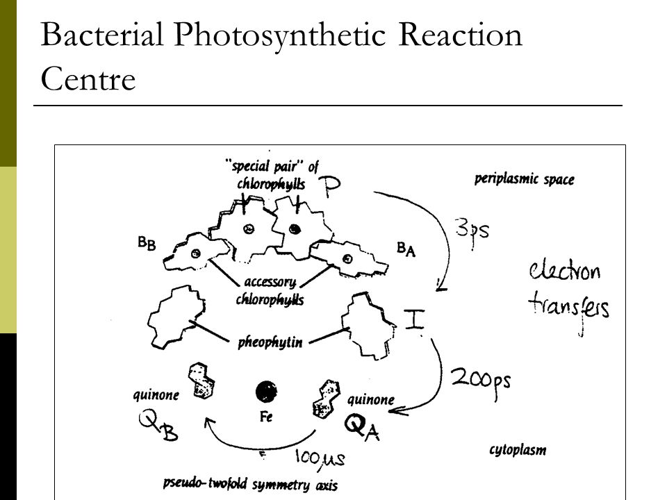 Bacterial Photosynthetic Reaction Centre