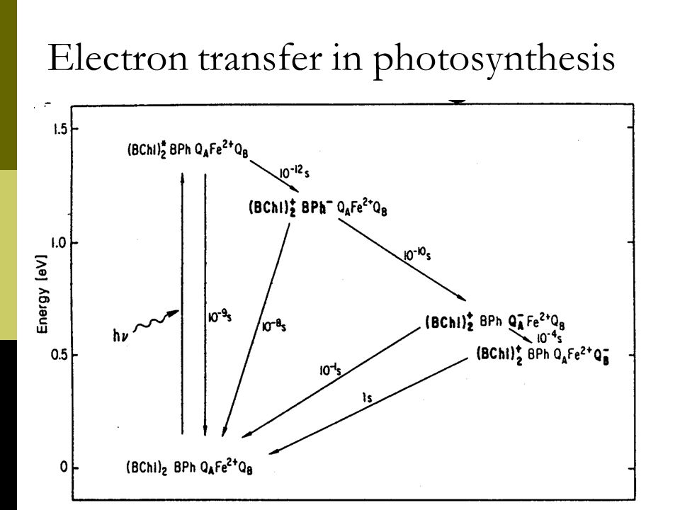 Electron transfer in photosynthesis