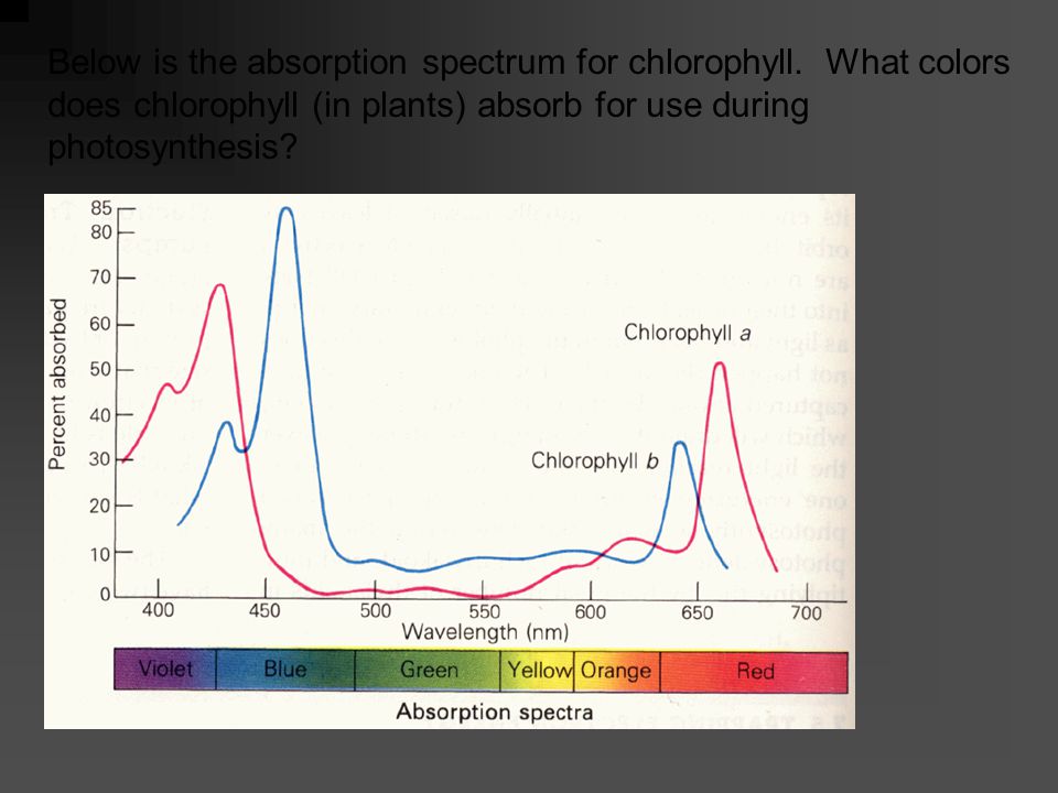 Below show how a spectrophotometer works.
