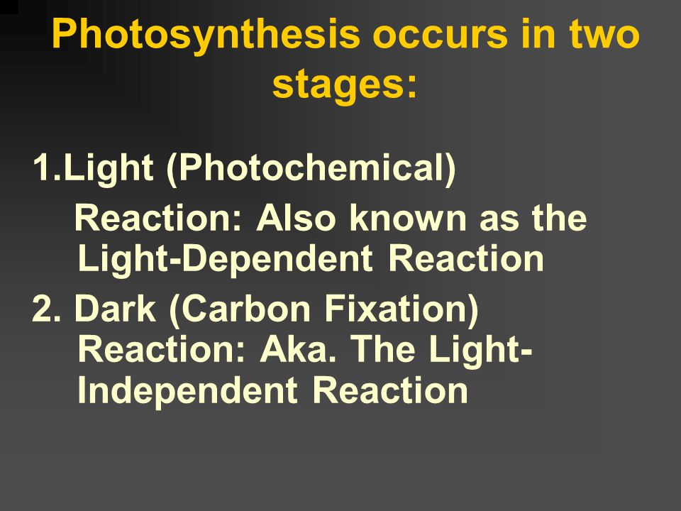 Light Absorbed by Chlorophyll The maximum amount of photosynthesis will occur when exposed to red and blue light because it is these two colors that are easily absorbed in great quantity by the chlorophyll