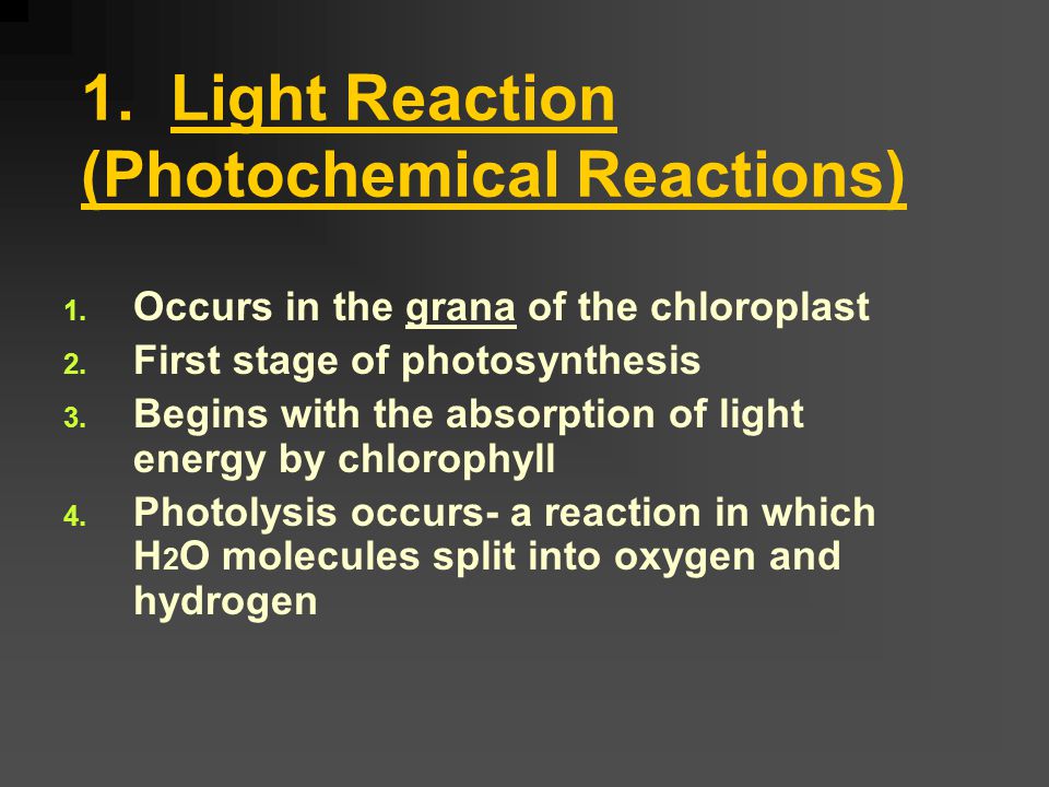 Photosynthesis occurs in two stages: 1.Light (Photochemical) Reaction: Also known as the Light-Dependent Reaction 2.