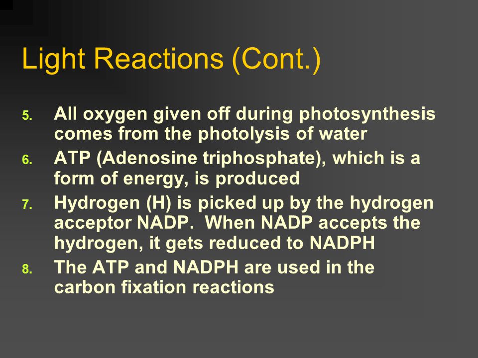 1. Light Reaction (Photochemical Reactions) 1. Occurs in the grana of the chloroplast 2.