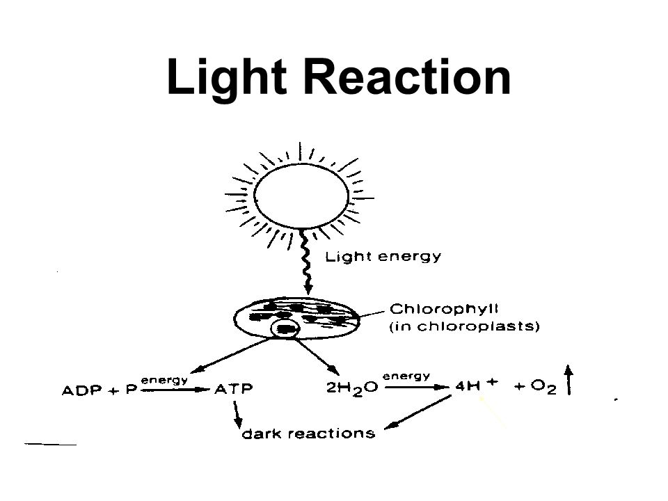 Light Reactions (Cont.) 5.