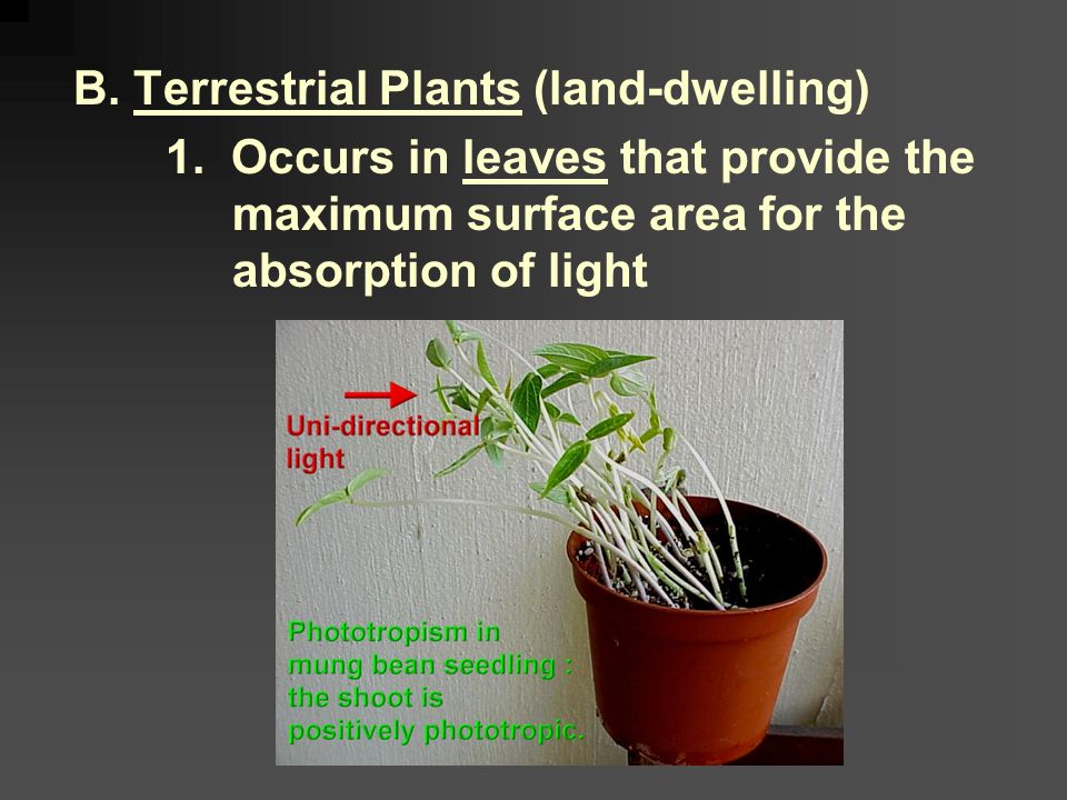 Adaptations for Photosynthesis A. Unicellular Organisms 1.