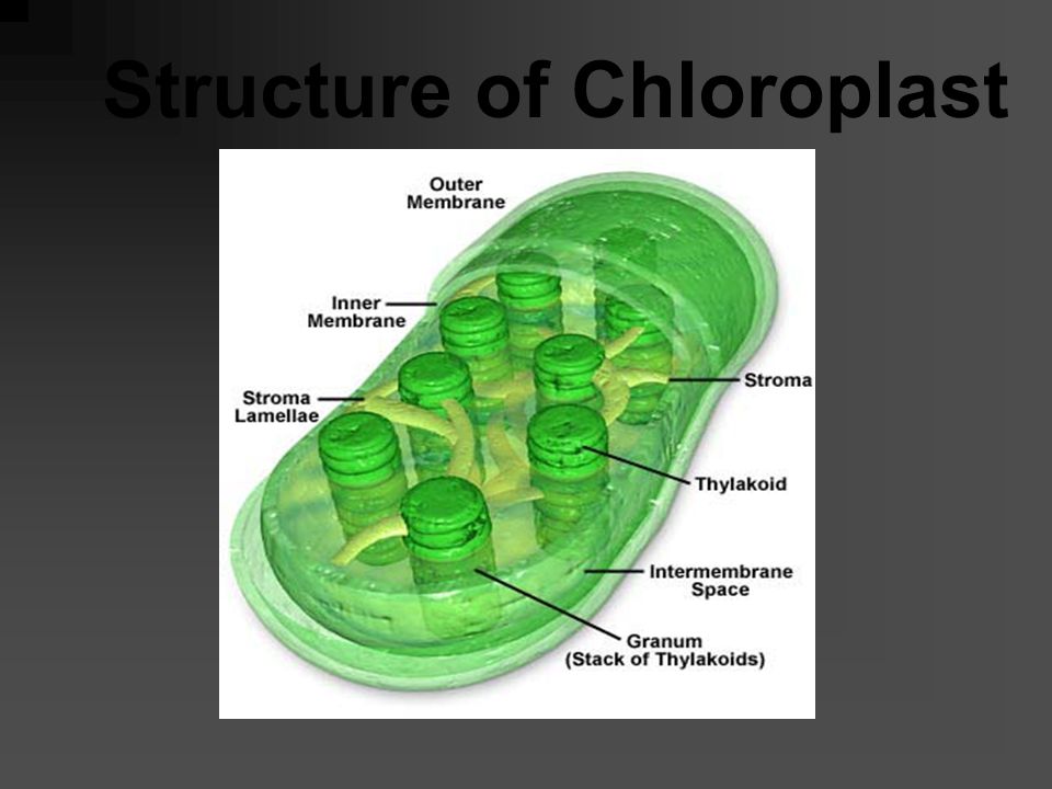 Chloroplast Contains a green pigment called chlorophyll It is in the chloroplast that light energy is trapped by chlorophyll and glucose is formed as the product (food)