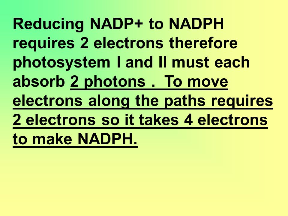 Reducing NADP+ to NADPH requires 2 electrons therefore photosystem I and II must each absorb 2 photons.