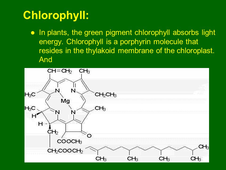 Хлорофилл 6 класс биология кратко