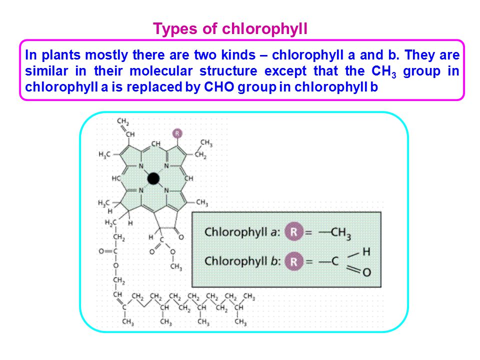 kinds of chlorophyll