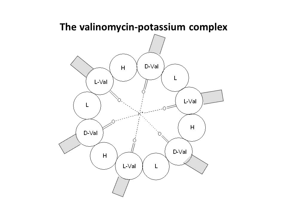 The valinomycin-potassium complex