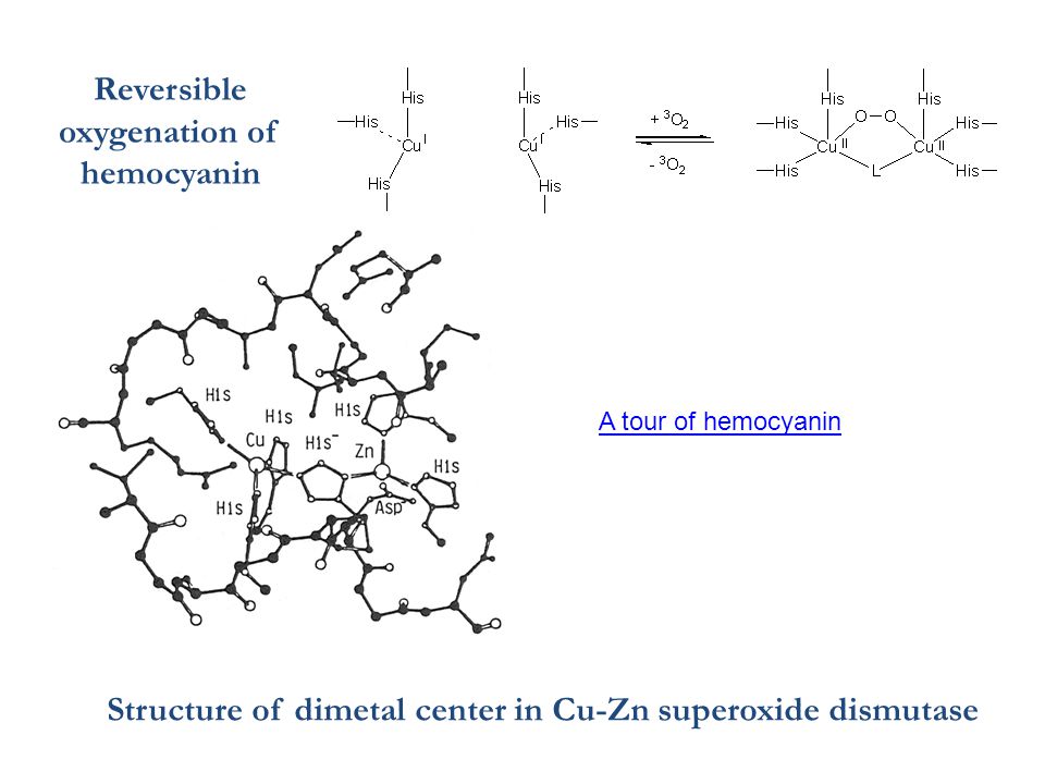 Reversible oxygenation of hemocyanin Structure of dimetal center in Cu-Zn superoxide dismutase A tour of hemocyanin