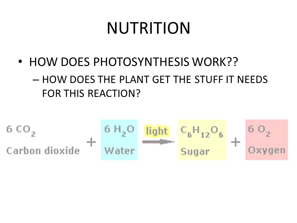 NUTRITION HOW DOES PHOTOSYNTHESIS WORK .