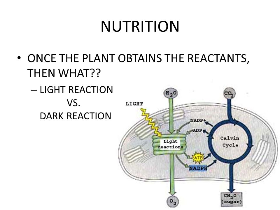 NUTRITION ONCE THE PLANT OBTAINS THE REACTANTS, THEN WHAT – LIGHT REACTION VS. DARK REACTION