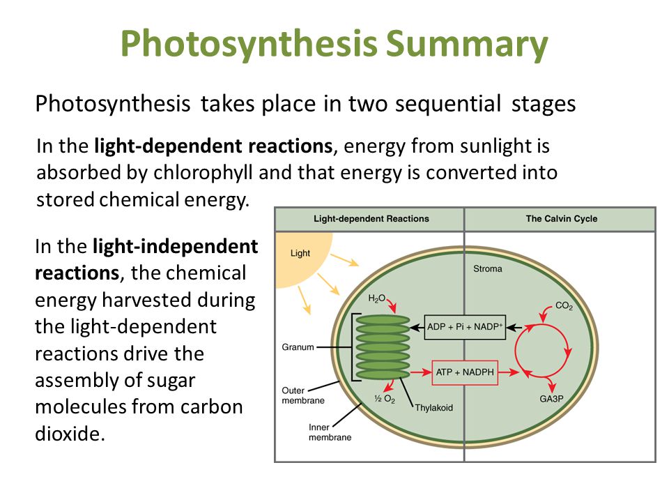 Photosynthesis takes place in two sequential stages In the light-independent reactions, the chemical energy harvested during the light-dependent reactions drive the assembly of sugar molecules from carbon dioxide.