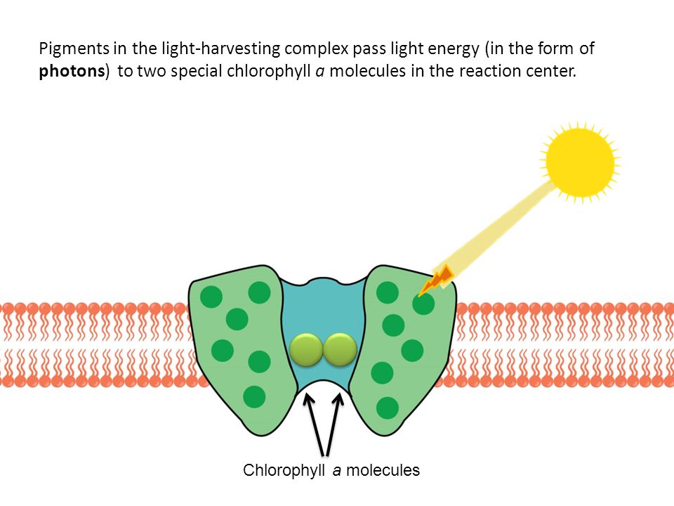 Pigments in the light-harvesting complex pass light energy (in the form of photons) to two special chlorophyll a molecules in the reaction center.