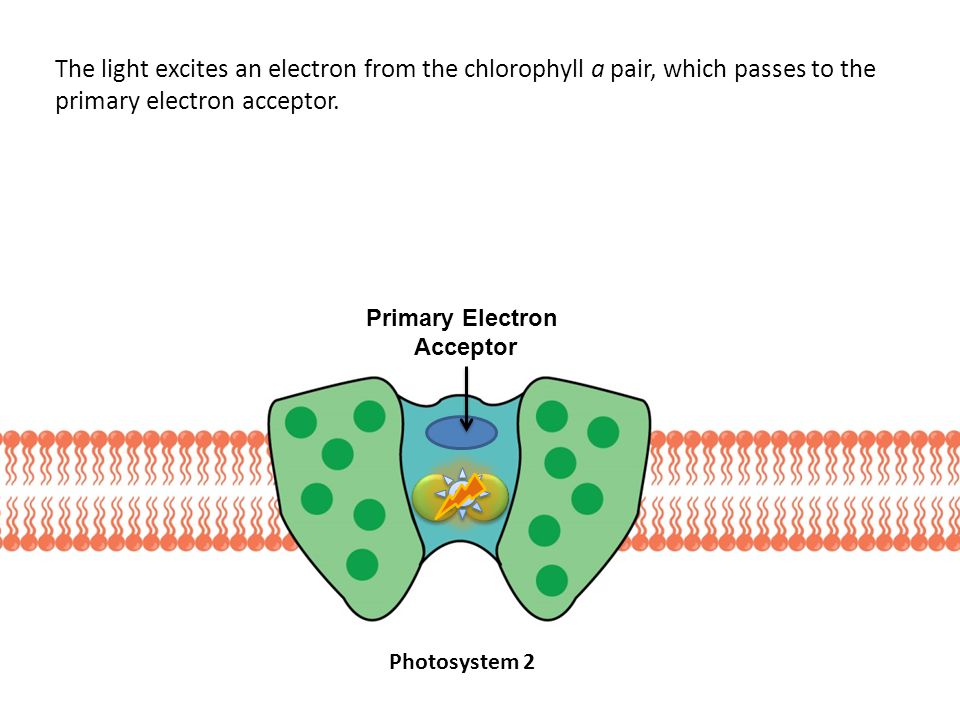 The light excites an electron from the chlorophyll a pair, which passes to the primary electron acceptor.