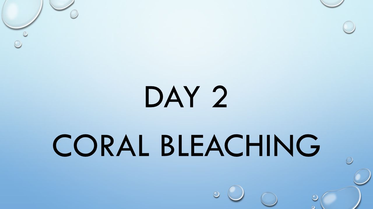 DAY 2 CORAL BLEACHING