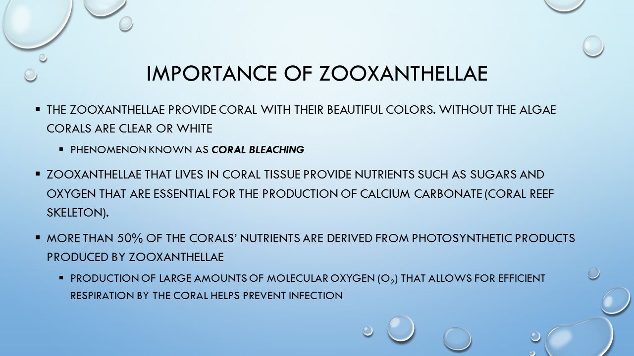 IMPORTANCE OF ZOOXANTHELLAE  THE ZOOXANTHELLAE PROVIDE CORAL WITH THEIR BEAUTIFUL COLORS.