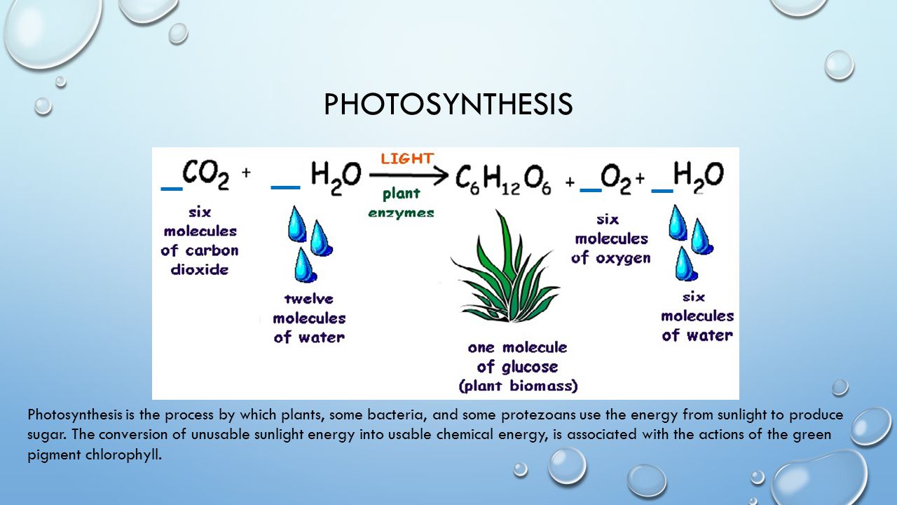 PHOTOSYNTHESIS Photosynthesis is the process by which plants, some bacteria, and some protezoans use the energy from sunlight to produce sugar.