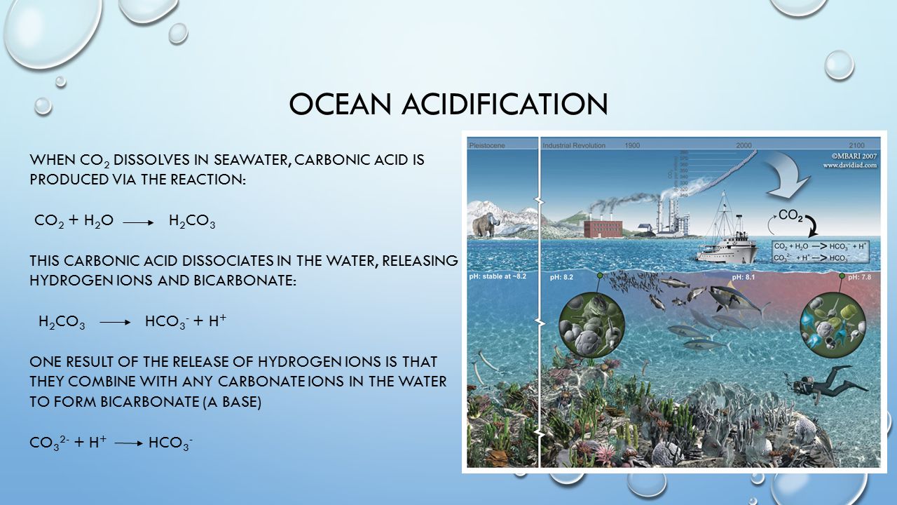 OCEAN ACIDIFICATION WHEN CO 2 DISSOLVES IN SEAWATER, CARBONIC ACID IS PRODUCED VIA THE REACTION: CO 2 + H 2 O H 2 CO 3 THIS CARBONIC ACID DISSOCIATES IN THE WATER, RELEASING HYDROGEN IONS AND BICARBONATE: H 2 CO 3 HCO H + ONE RESULT OF THE RELEASE OF HYDROGEN IONS IS THAT THEY COMBINE WITH ANY CARBONATE IONS IN THE WATER TO FORM BICARBONATE (A BASE) CO H + HCO 3 -