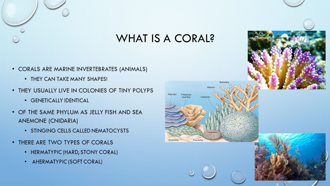 WHAT IS A CORAL. CORALS ARE MARINE INVERTEBRATES (ANIMALS) THEY CAN TAKE MANY SHAPES.