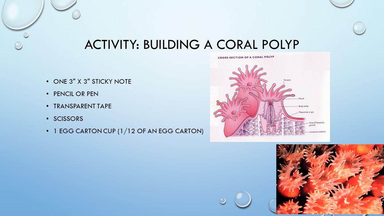 ACTIVITY: BUILDING A CORAL POLYP ONE 3 X 3 STICKY NOTE PENCIL OR PEN TRANSPARENT TAPE SCISSORS 1 EGG CARTON CUP (1/12 OF AN EGG CARTON)