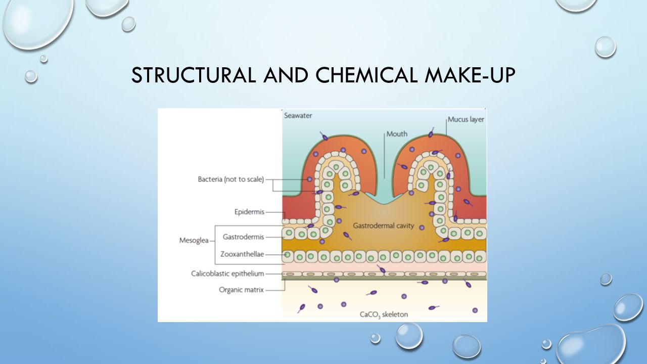 STRUCTURAL AND CHEMICAL MAKE-UP
