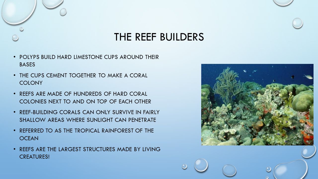 THE REEF BUILDERS POLYPS BUILD HARD LIMESTONE CUPS AROUND THEIR BASES THE CUPS CEMENT TOGETHER TO MAKE A CORAL COLONY REEFS ARE MADE OF HUNDREDS OF HARD CORAL COLONIES NEXT TO AND ON TOP OF EACH OTHER REEF-BUILDING CORALS CAN ONLY SURVIVE IN FAIRLY SHALLOW AREAS WHERE SUNLIGHT CAN PENETRATE REFERRED TO AS THE TROPICAL RAINFOREST OF THE OCEAN REEFS ARE THE LARGEST STRUCTURES MADE BY LIVING CREATURES!