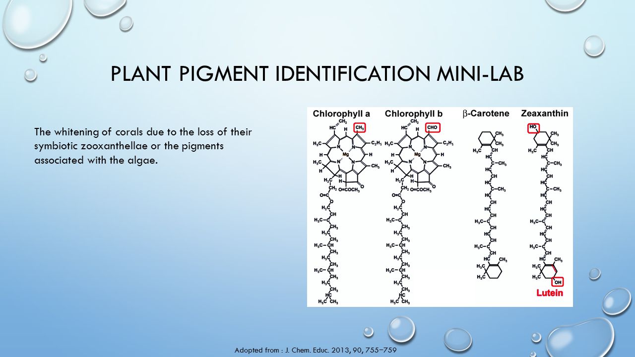 PLANT PIGMENT IDENTIFICATION MINI-LAB Adopted from : J.