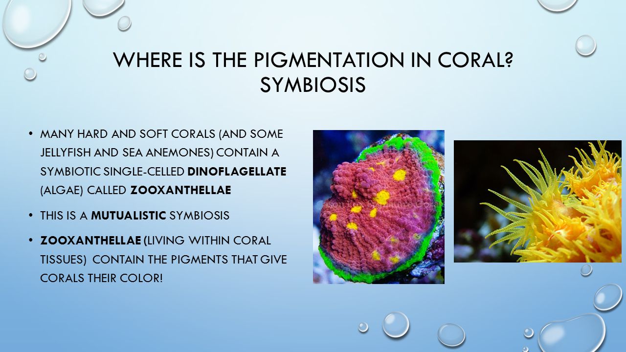 WHERE IS THE PIGMENTATION IN CORAL.