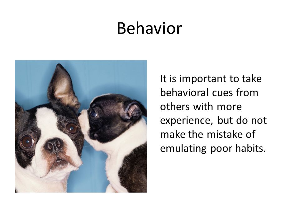 Behavior It is important to take behavioral cues from others with more experience, but do not make the mistake of emulating poor habits.