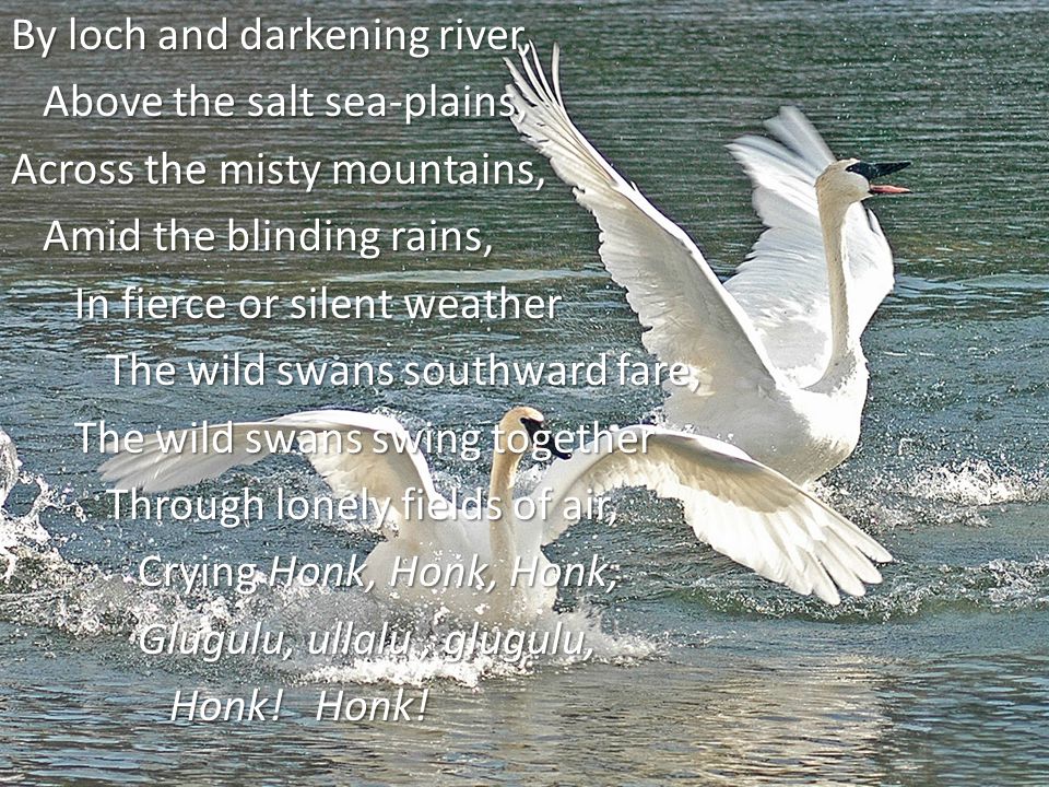 When It Rains It Swans >> At The Coming Of The Wild Swans By Fiona Macleod Ppt Download When It Rains It Swans >> At The Coming Of The Wild Swans By Fiona Macleod Ppt Download