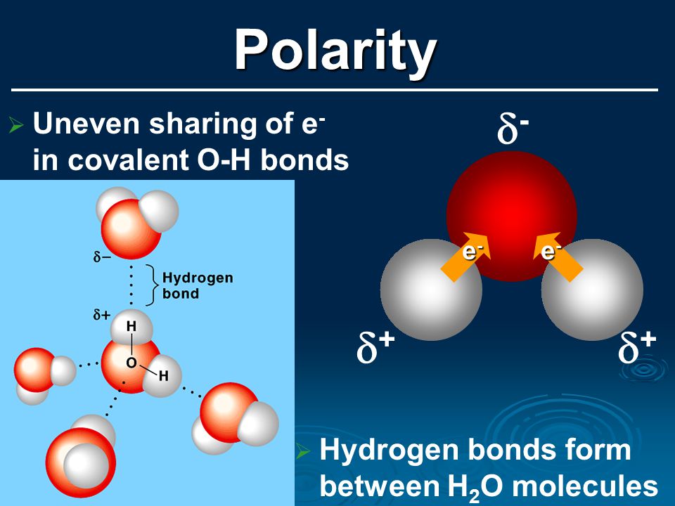 Hydrogen bonds form between H 2 O molecules ?- ... ?+ e-e-e-e- e-e-e-e.