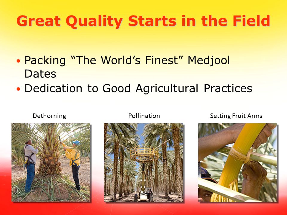 4 Great Quality Starts in the Field Packing The World’s Finest Medjool Dates Dedication to Good Agricultural Practices Dethorning Pollination Setting Fruit Arms