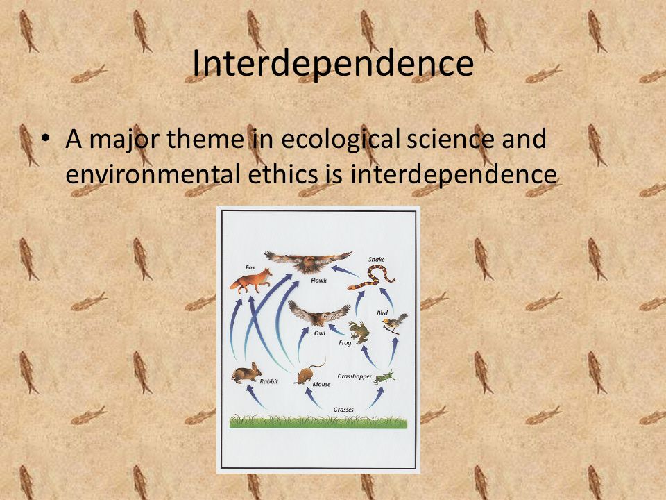 Interdependence A major theme in ecological science and environmental ethics is interdependence