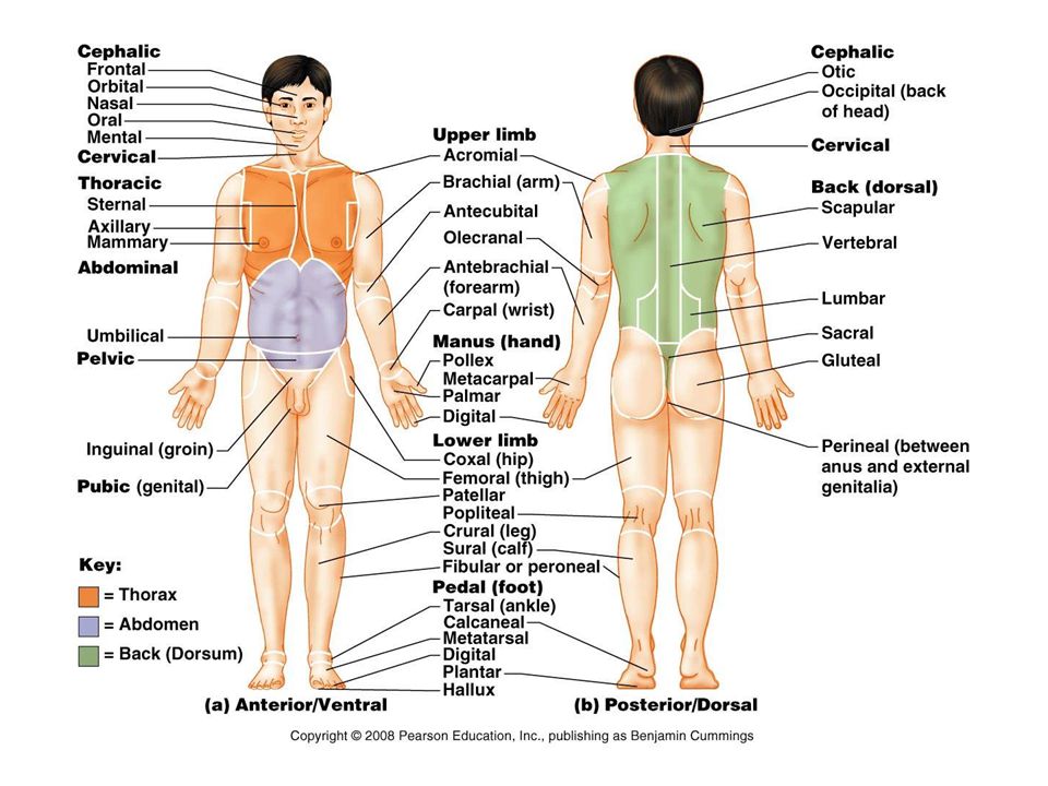 Anatomical Positions Ppt Video Online Download Anatomical Positions Ppt Video Online Download