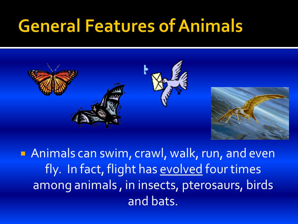 Chapter 27: Introduction to Animals.  Heterotrophy  Animals are  heterotrophs – that is, they can not make their own food.  Most animals  move from place. - ppt download
