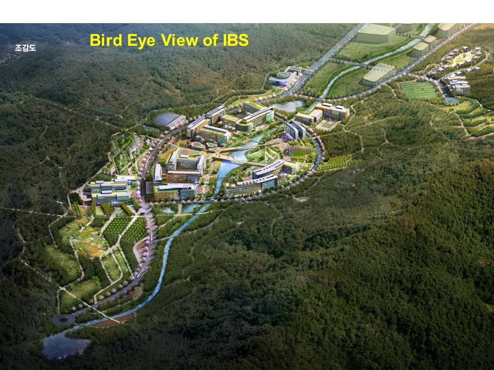 Bird Eye View of IBS