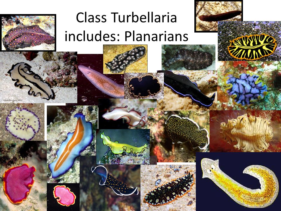 Specii de platyhelminthes turbellaria. Platyhelminthes clase trematoda