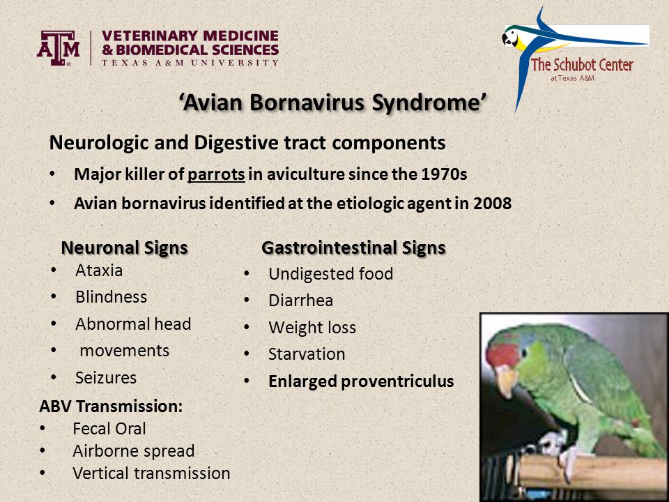 Avian Bornavirus (ABV) Research and Testing Services - Schubot Center for  Avian Health