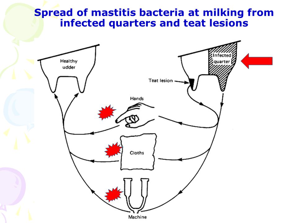 Spread of mastitis bacteria at milking from infected quarters and teat lesions
