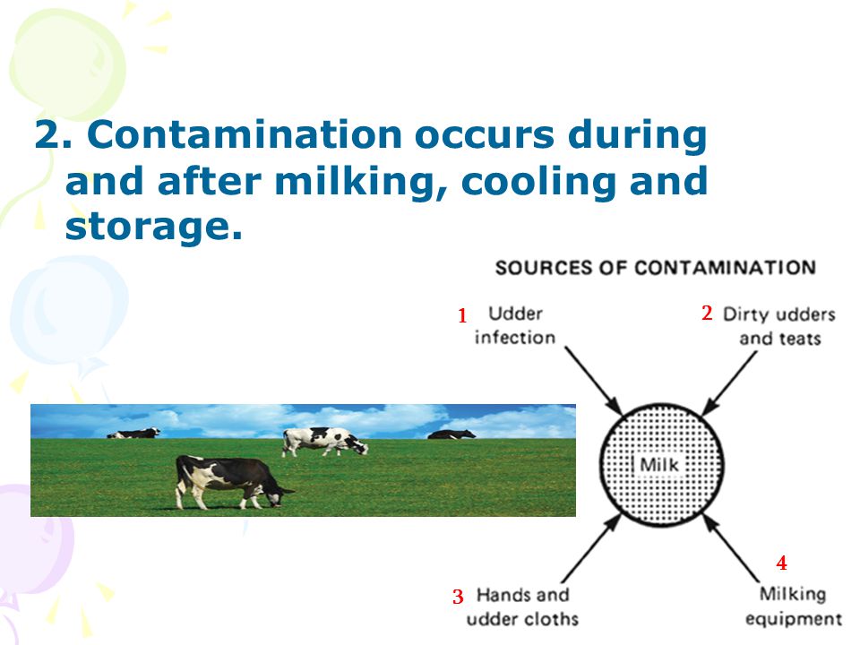 2. Contamination occurs during and after milking, cooling and storage
