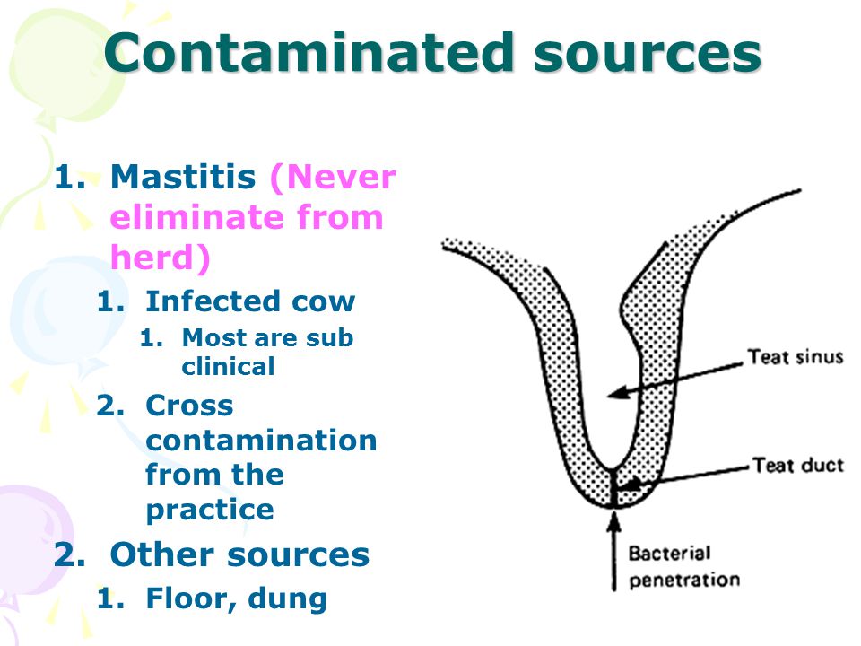 Contaminated sources 1.Mastitis (Never eliminate from herd) 1.Infected cow 1.Most are sub clinical 2.Cross contamination from the practice 2.Other sources 1.Floor, dung