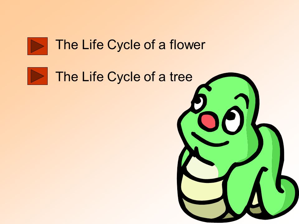 The Life Cycle of a flower The Life Cycle of a tree