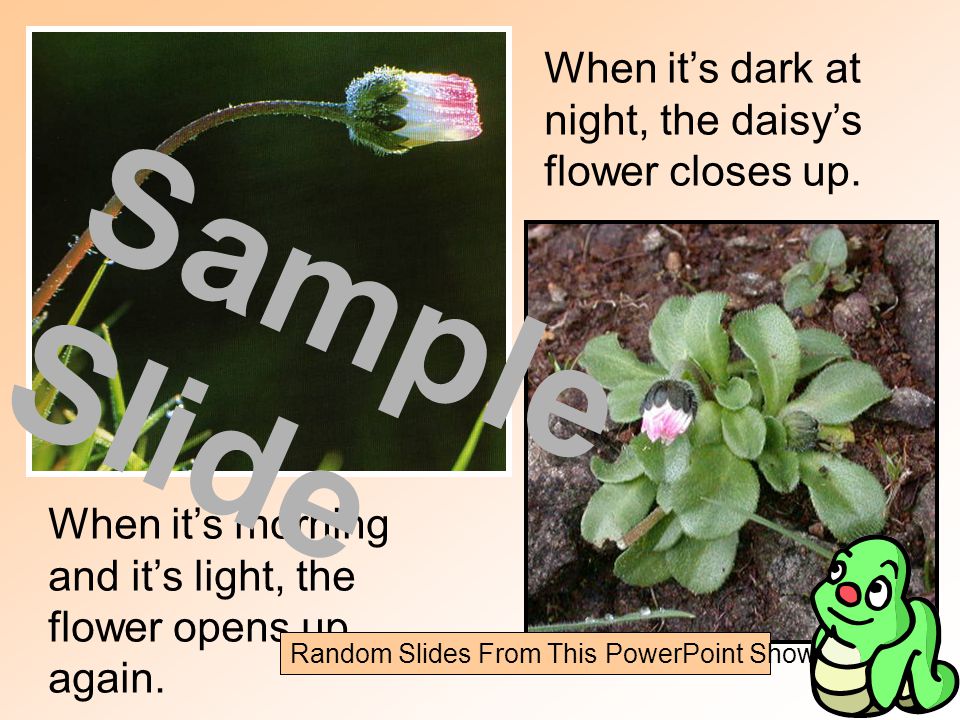 When it’s dark at night, the daisy’s flower closes up.