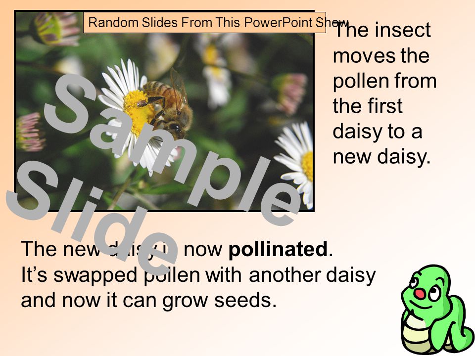The insect moves the pollen from the first daisy to a new daisy.
