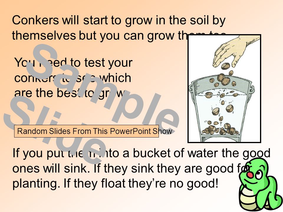 Conkers will start to grow in the soil by themselves but you can grow them too.