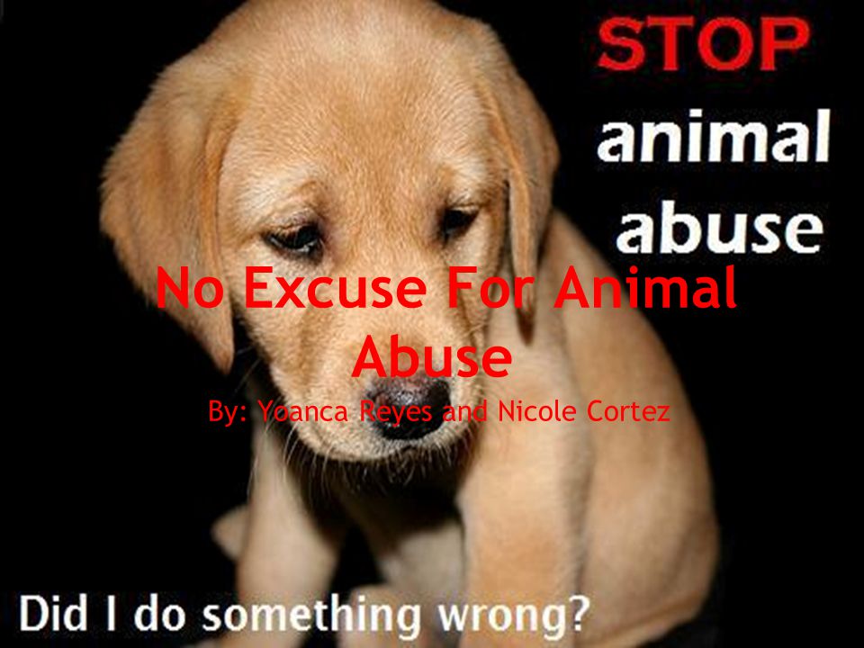 No Excuse For Animal Abuse By: Yoanca Reyes and Nicole Cortez