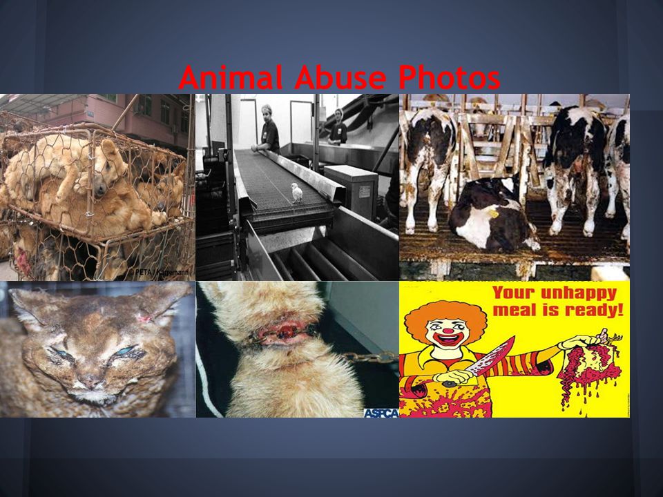Animal Abuse Photos